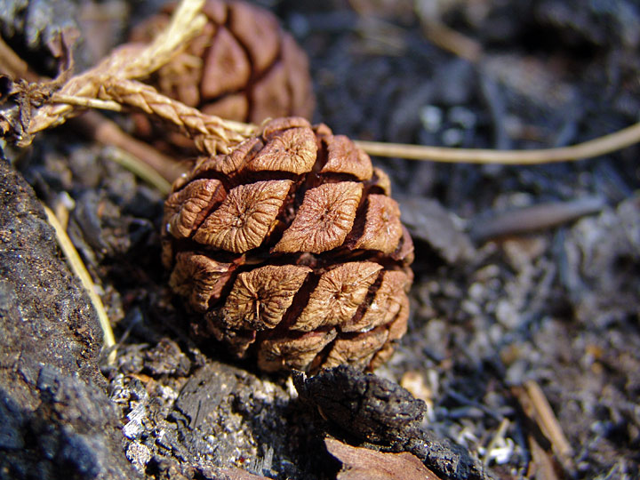closeup of a small rounded pine cone with grooves clearly visible, lying against and ashy burned floor