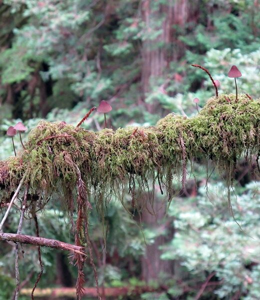 Epiphytic mushrooms and moss growing on a redwood branch. Photo by Steve Sillett
