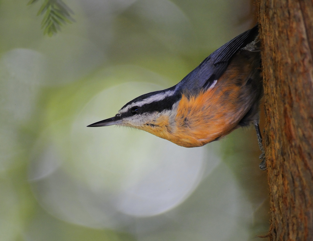 You may see a red-breasted nuthatch at Memorial Park this Saturday! You may see a red-breasted nuthatch at Memorial Park this Saturday!