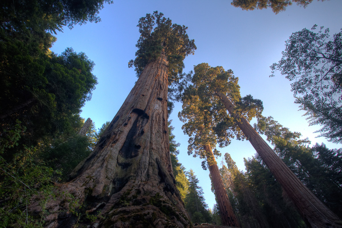 a view looking up toward a massive tree with its roots exposed. the sky above is clear blue