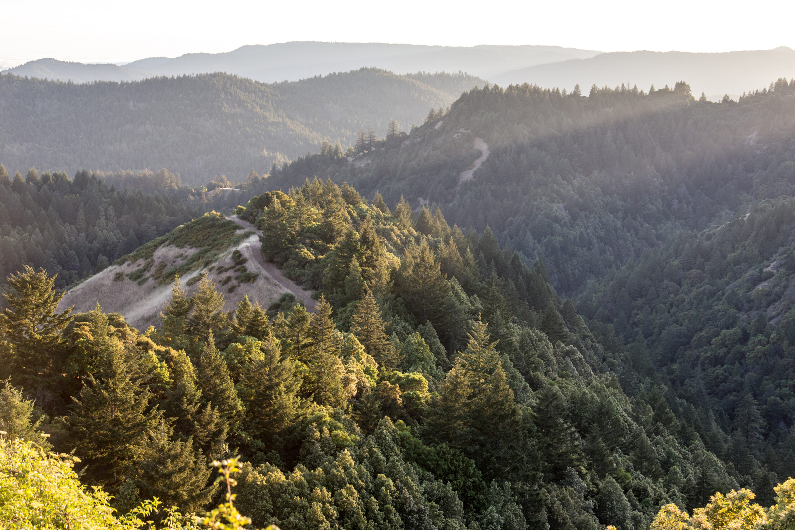 Forested hills in the sun