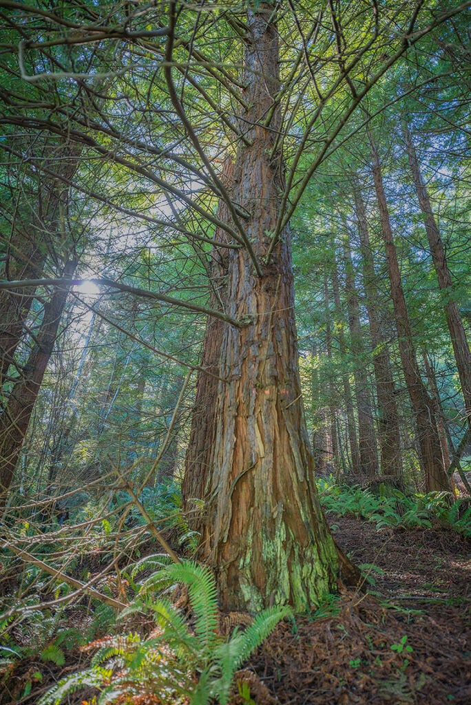 The League will manage the ranch’s second-growth redwood forest to accelerate development of old-growth forest characteristics on which the ecosystem’s plants and animals depend. Photo by Mike Shoys.