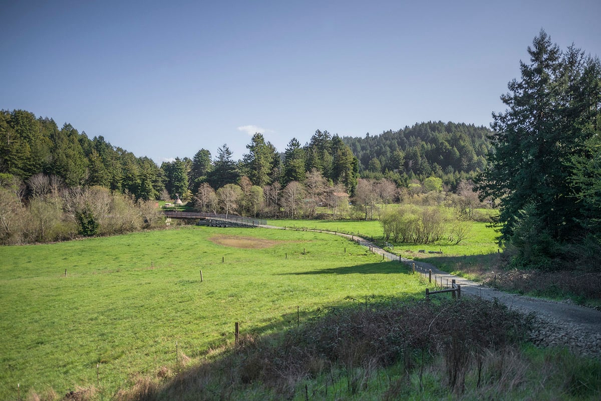 A path leads through a lush green meadow surrounded by redwoods.