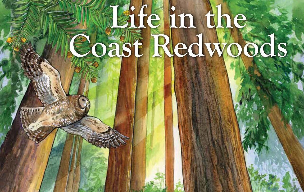 Education Publication: Life in the Coast Redwoods