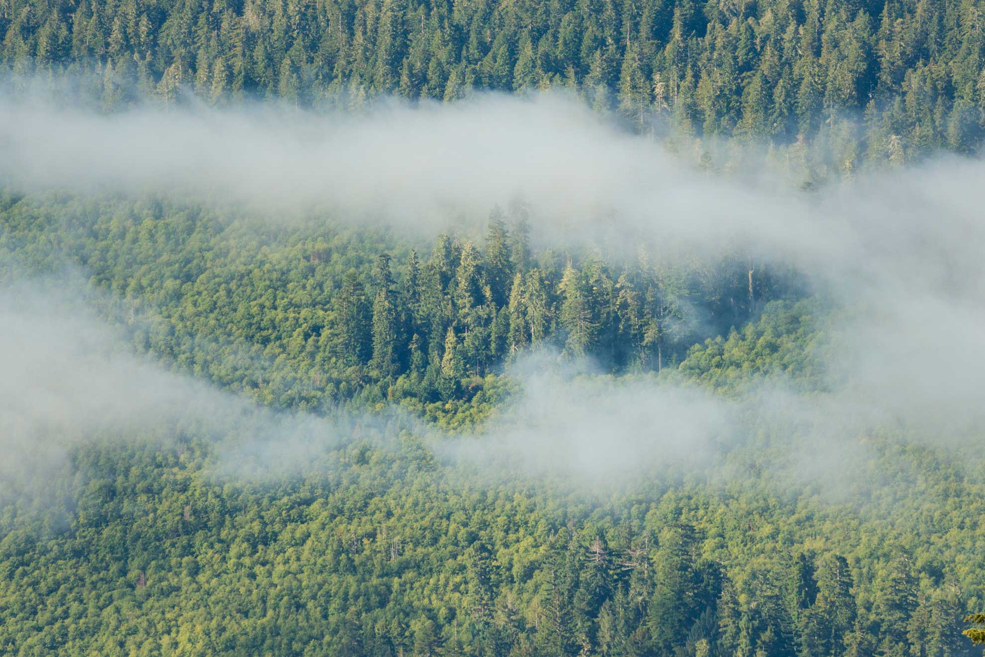 Residual old-growth redwoods rise above a second-growth stand in Redwood National and State Parks. Photo by Mike Shoys