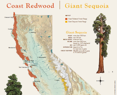 Education Poster: Coast Redwood and Giant Sequoia Map