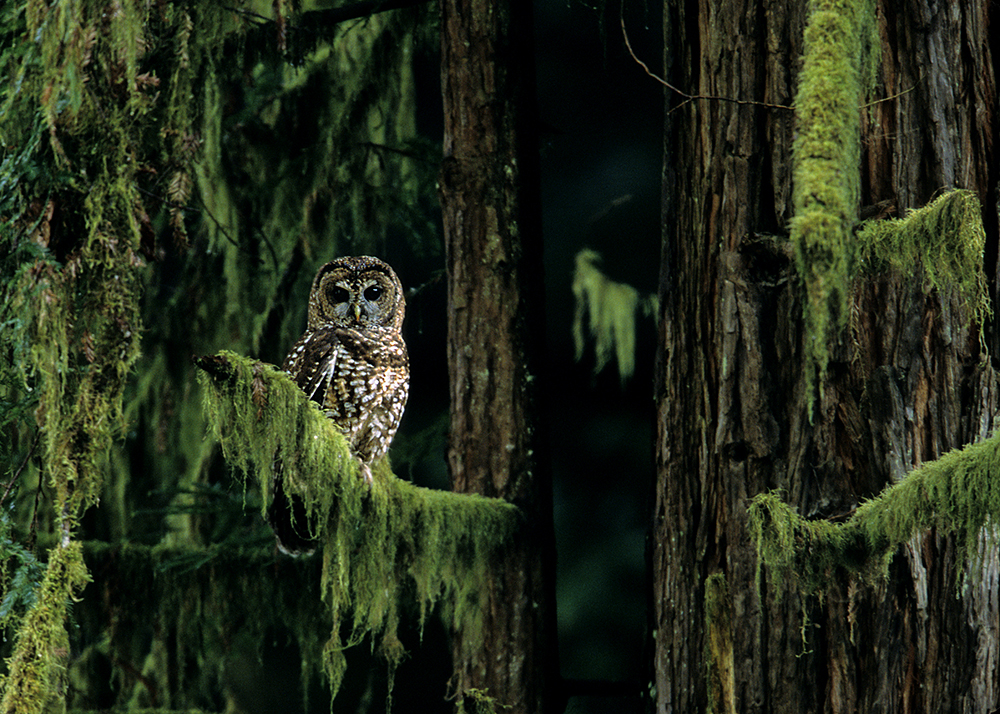 Northern spotted owls are threatened by habitat loss and competition from invasive barred owls. Photo by Alan Justice