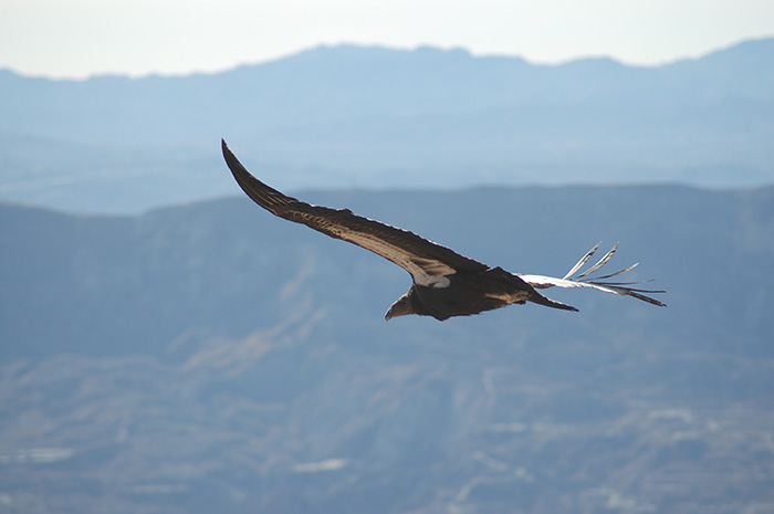 The California condor is listed as 