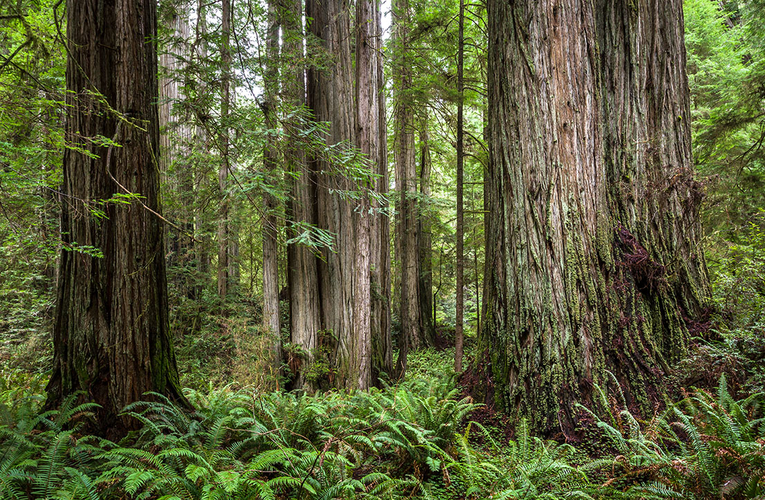 Grove of Titans