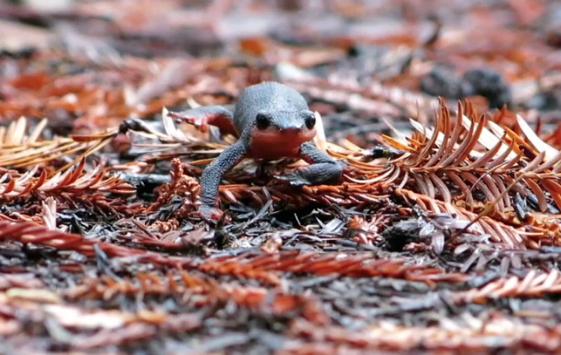 close up of the ground where a small newt crawls toward the camera and fall foliage can be seen