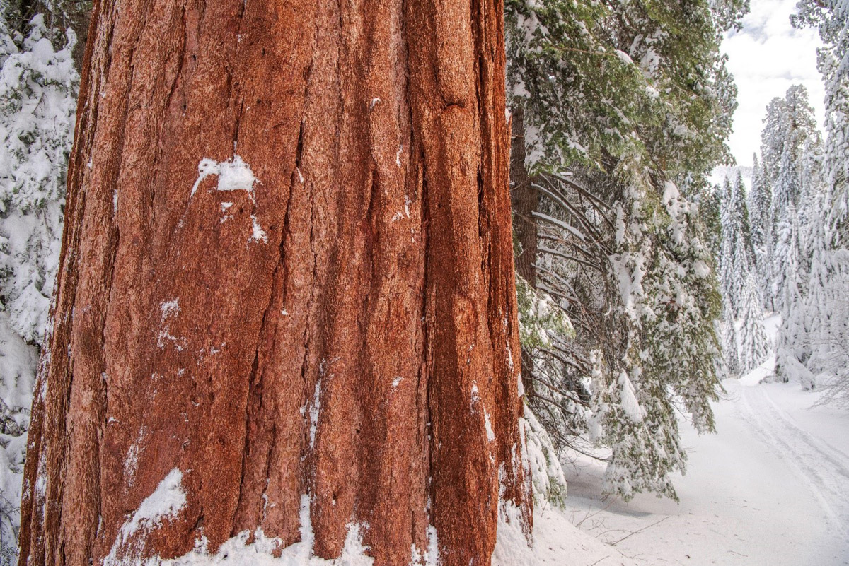 Cinnamon red bark of a giant sequoia with some splotches of snow, and a snowy road ahead