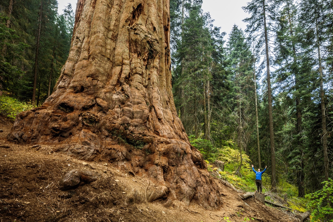 Stagg Tree downslope with a person throwing hands in the air at the base for scale