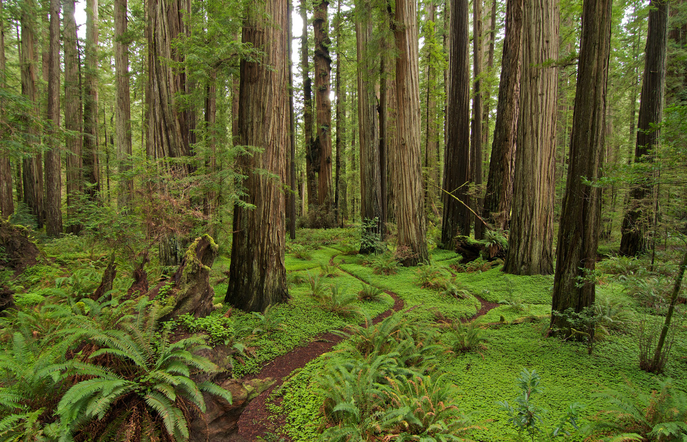 a forest path covered in small, vibrant green plants