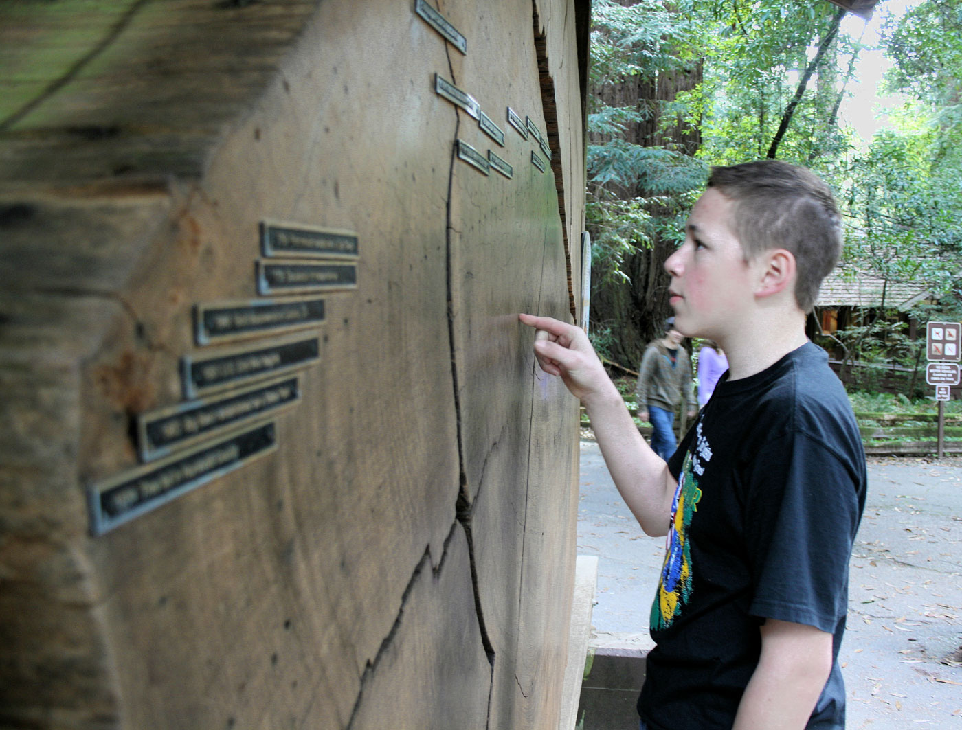 Young visitor looking at tree rings, pointing an index finger to a display which has some informational labels