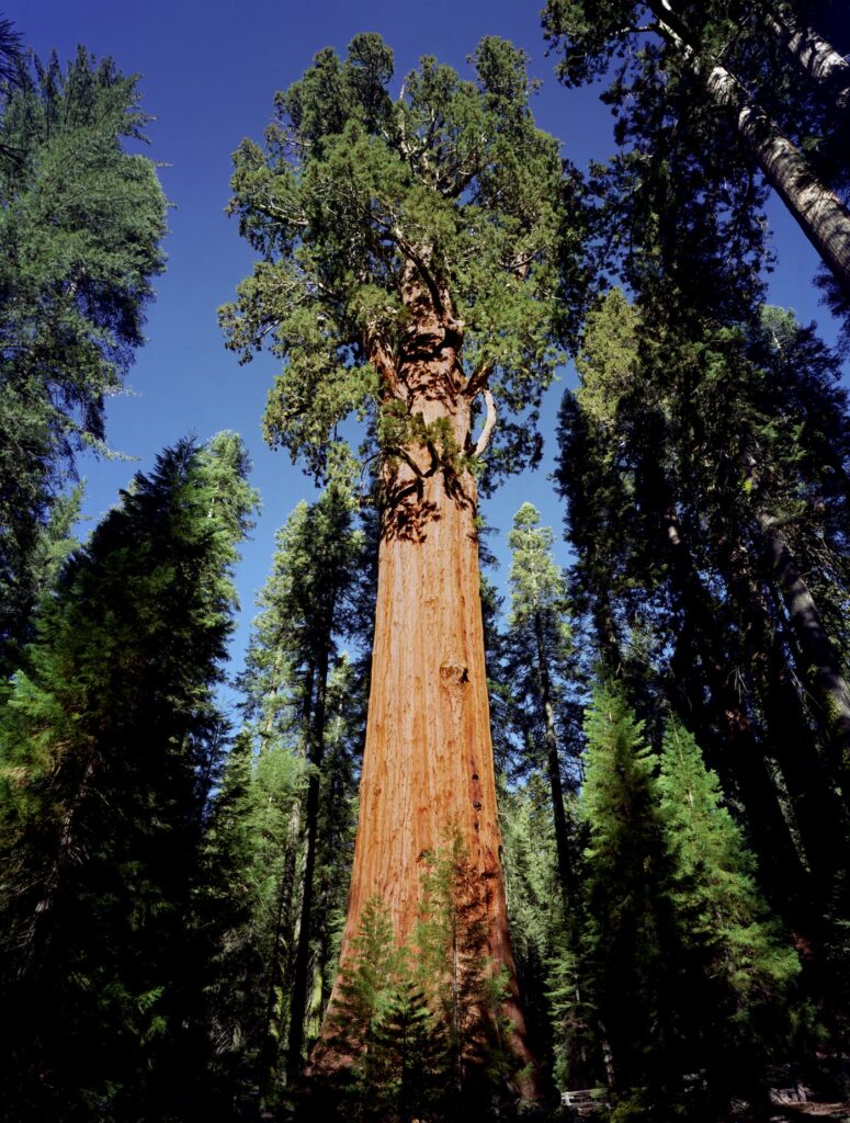 a tree with visible bark and thick branches higher up along its body is seen from a low vantage point