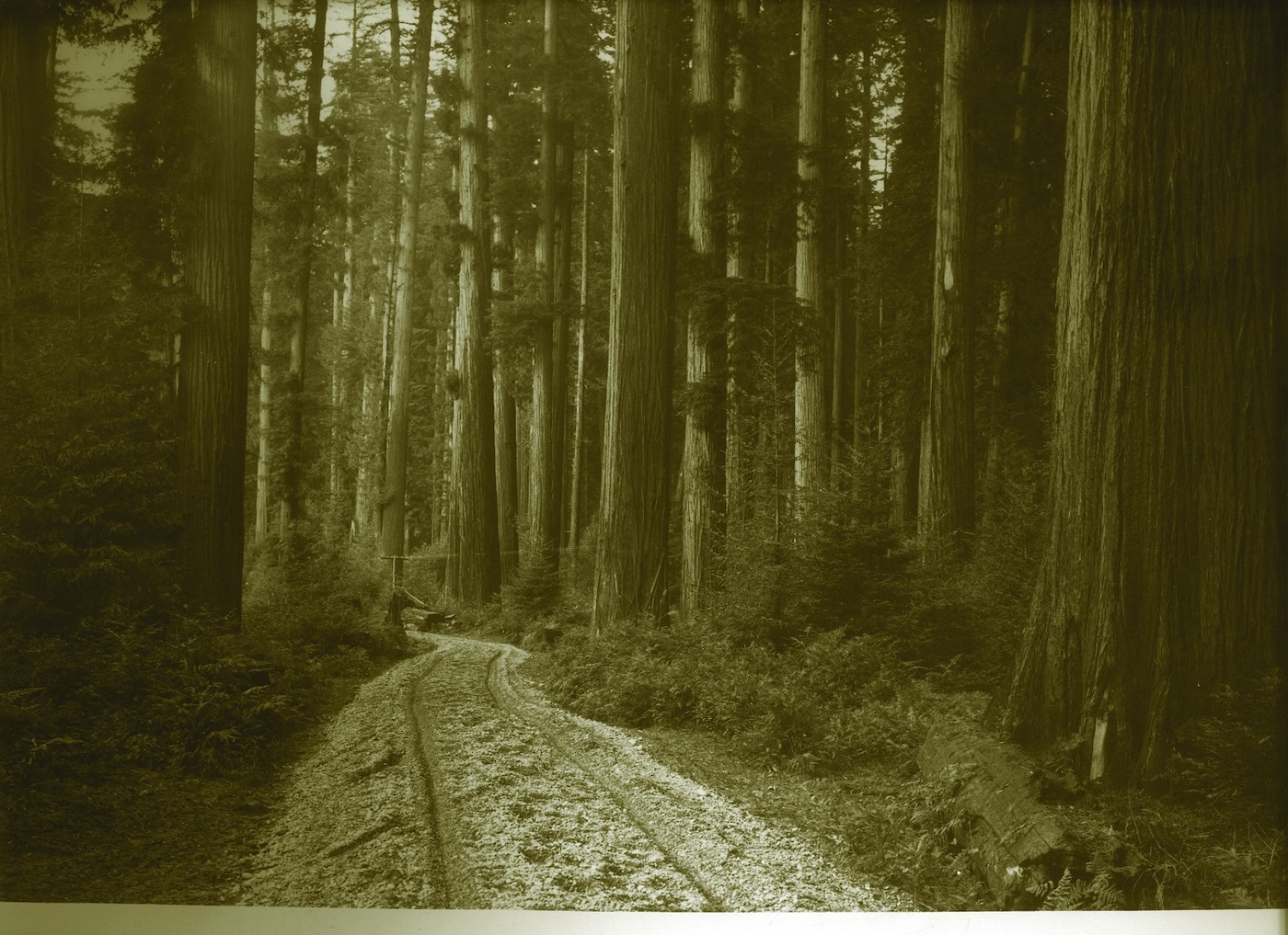 Historical sepia photo of coast redwoods along a trail