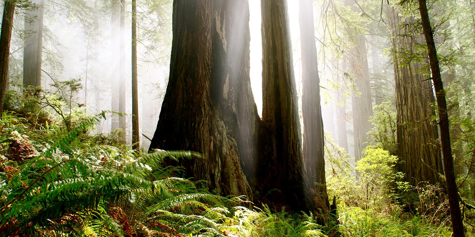 Del Norte Coast Redwoods State Park. Photo by Jon Parmentier