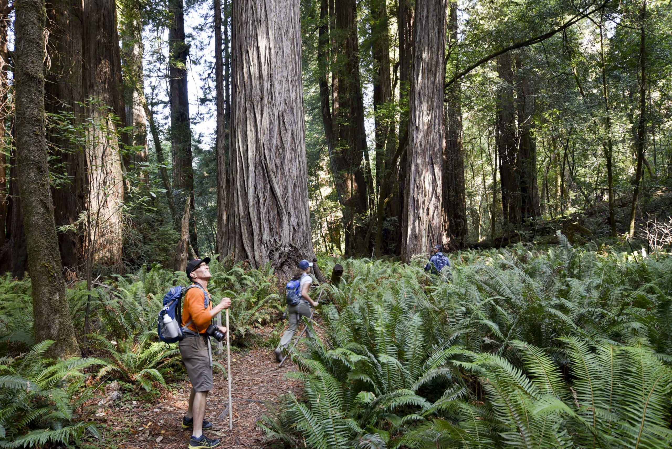a hiker with a stick pauses as other hikers continue along a bushy trail surrounded by huge trees