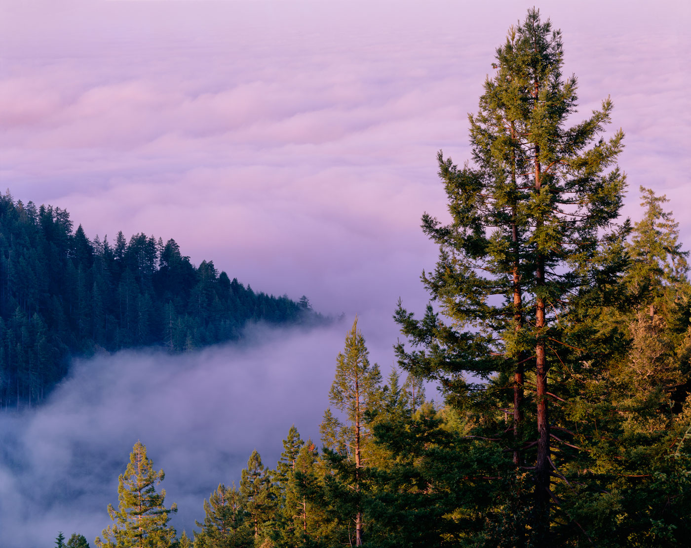 a few tall redwood trees to the right rise above mist. in the distance, there is a forested hill and more purple-pink clouds