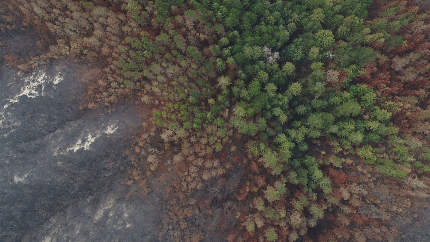 A canopy view showing coast redwoods that survived the fires surrounded by severely burned areas.