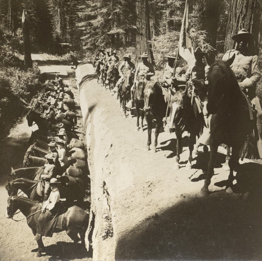 soldiers on horseback are lined up on top of and below a giant fallen tree trunk
