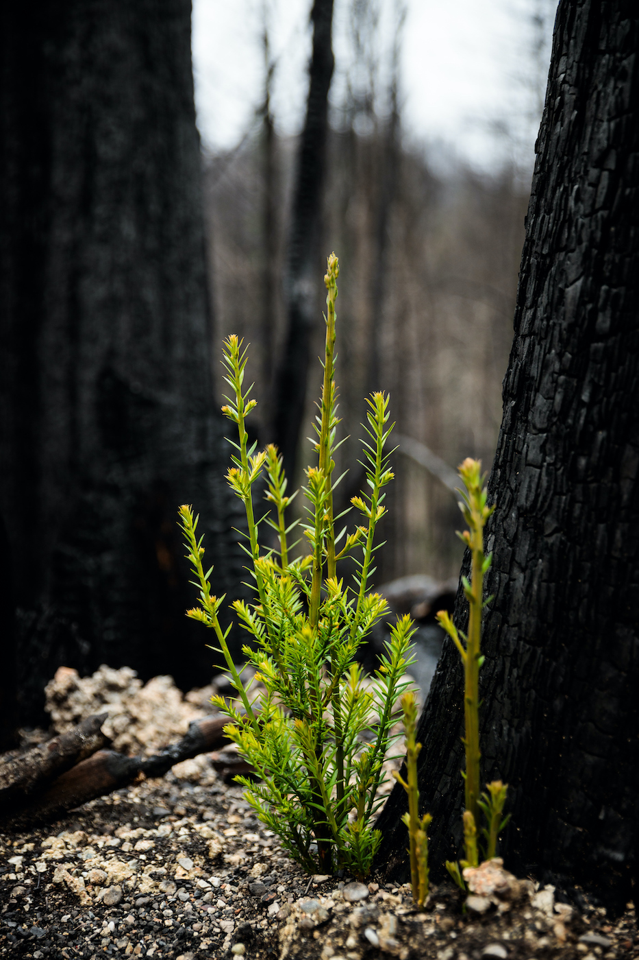 A bright green sprout growing from the base of a burned tree with ashes on the ground