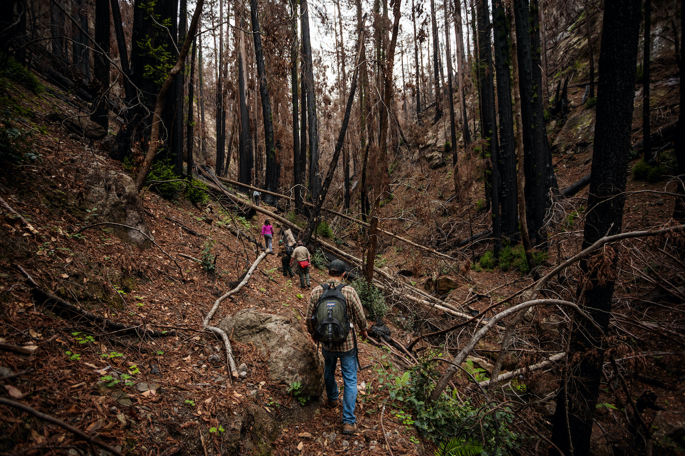 A group of people, from behind, walking through a burned forest