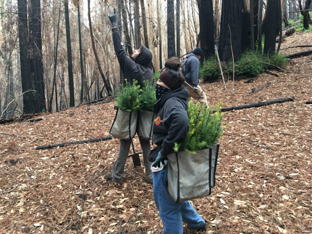 Three people carrying bags with tree seedlings in a forest