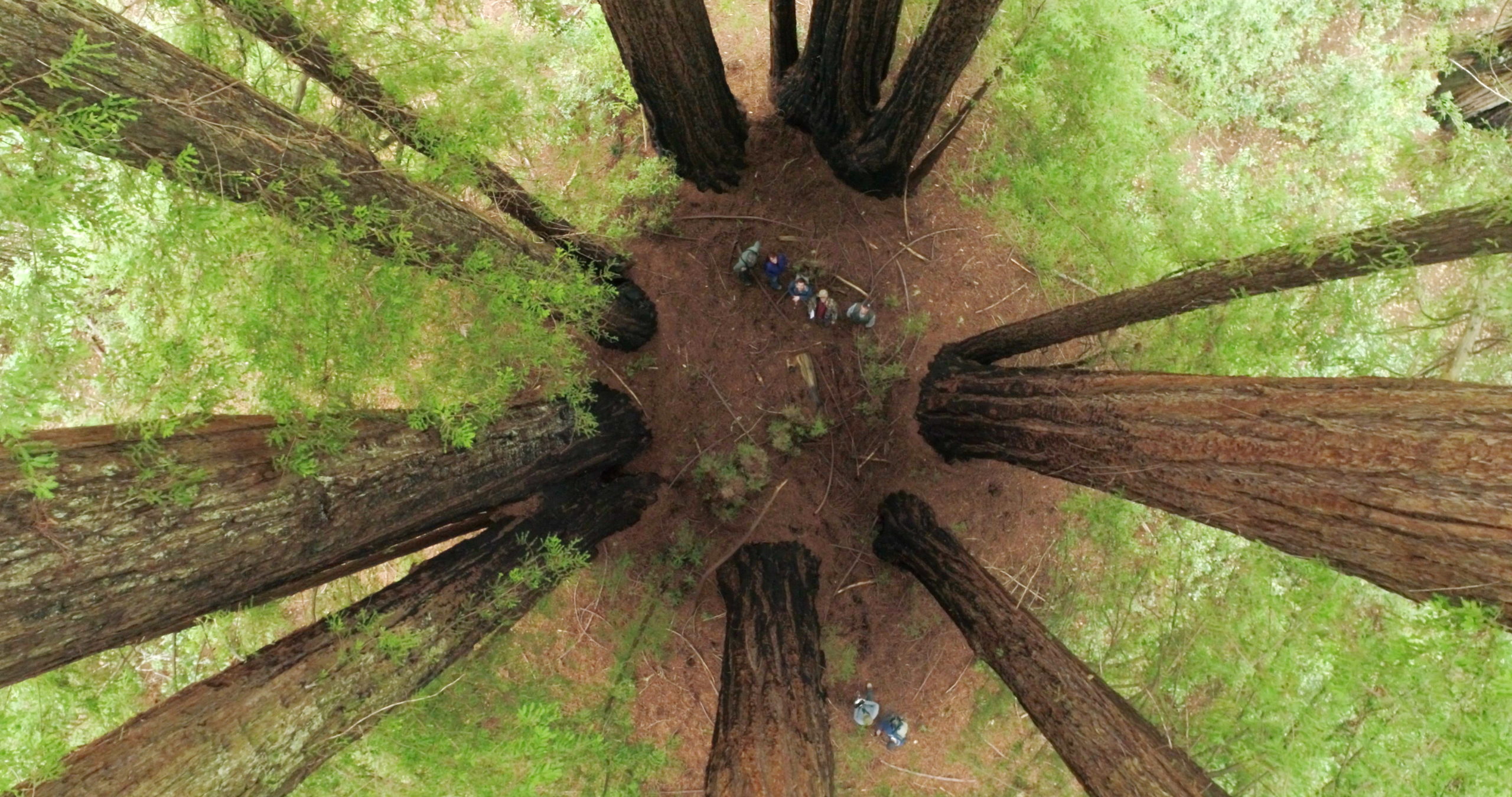 a photo taken from above with a fish-eye perspective shows a ring of trees