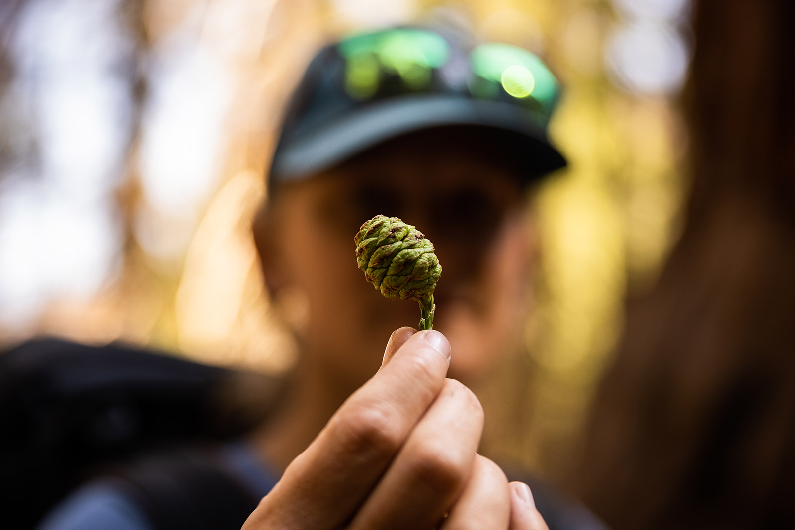 woman holding a giant sequoia cone