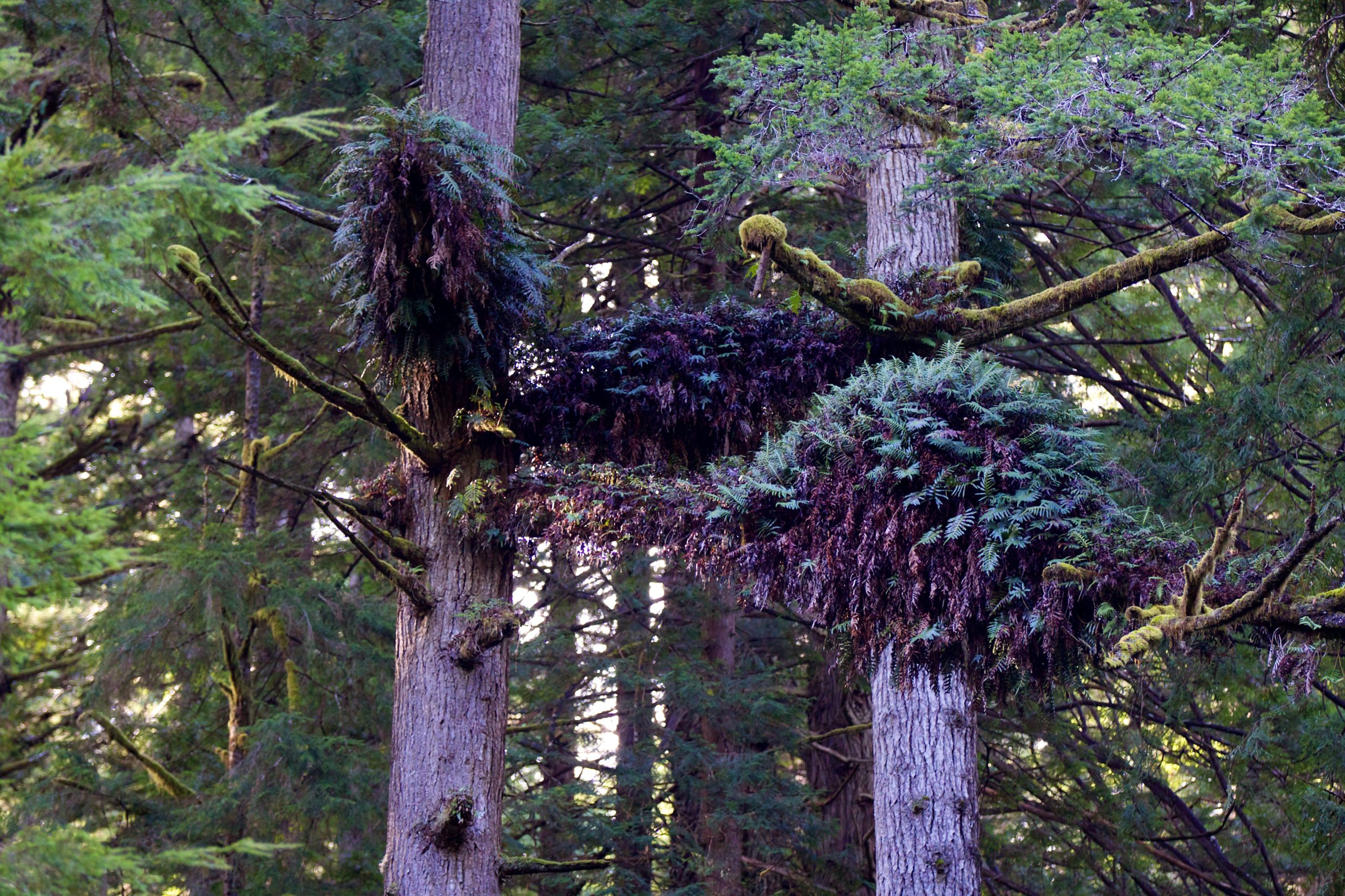 branches of two tall thin trees have dark green fern with purple-ish hanging leaves growing on them