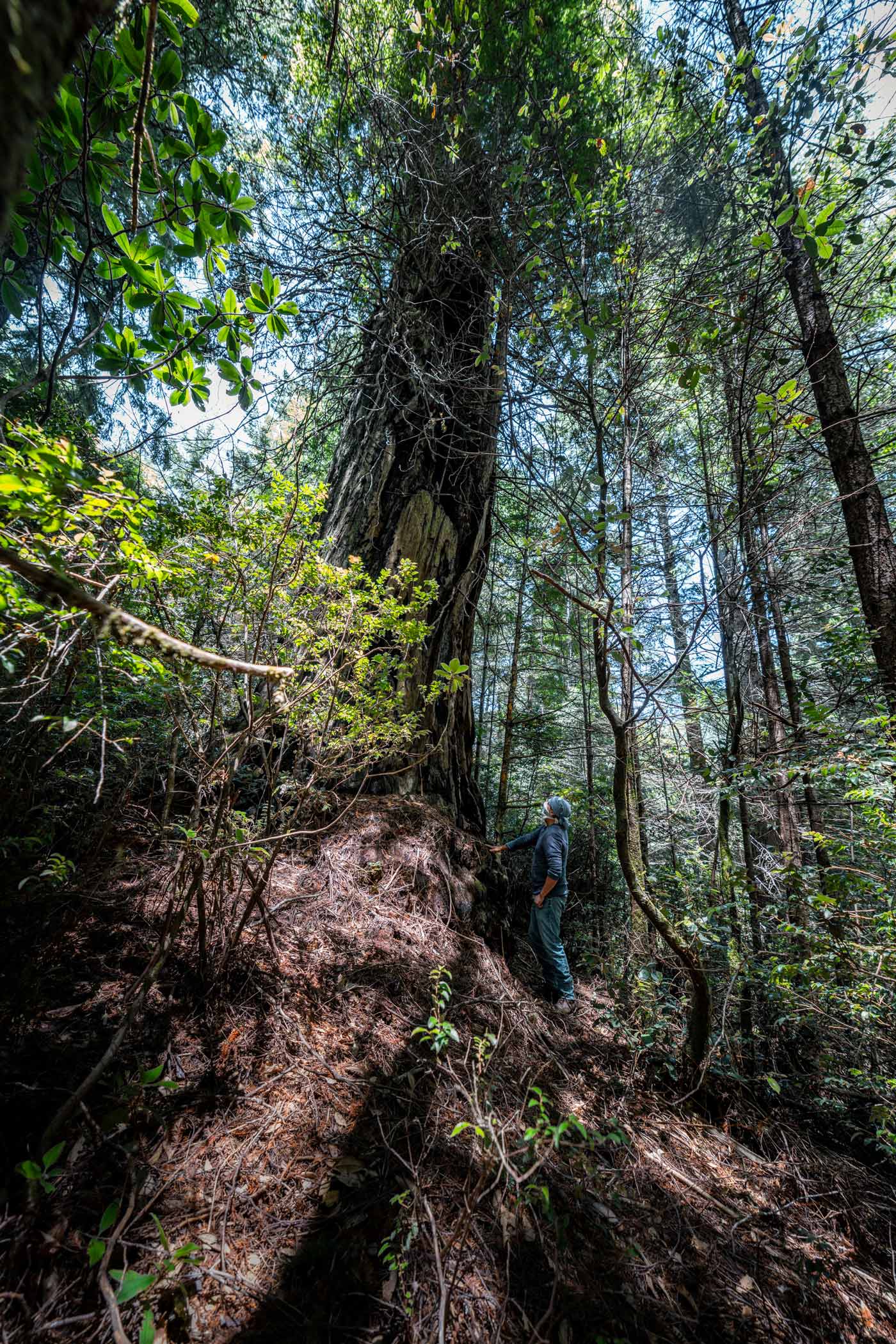 Man in a bandana touching the base of a redwood tree and looking up.