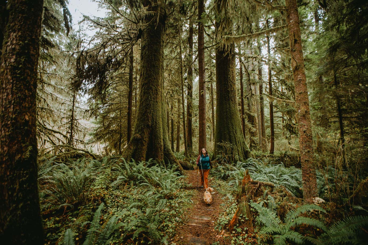 a person walking through trails with a dog that is walking in front of them in a forested area
