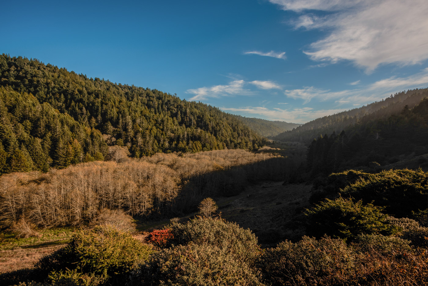 Coast redwoods cover the rolling hills and valleys