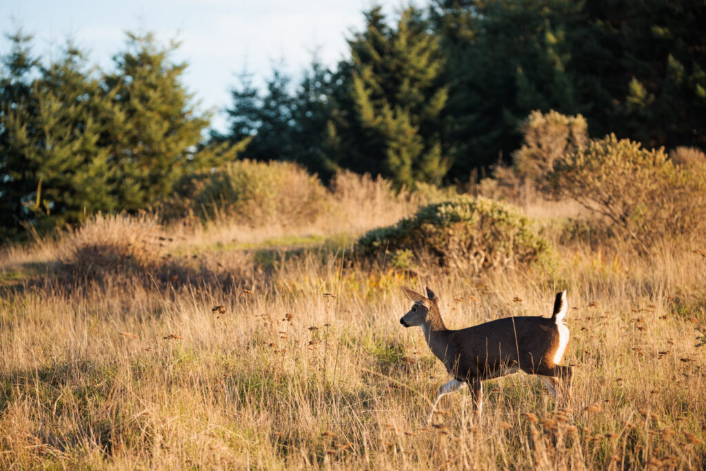 A blacktail deer on the Lost Coast Redwoods property near Rockport, California on December 2, 2021.