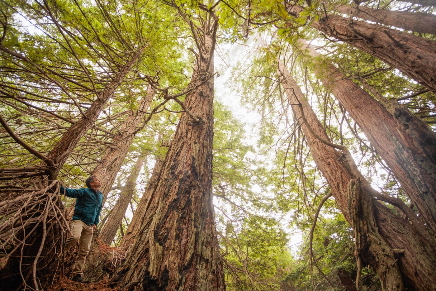 Sam Hodder inspecting a stand of mature redwoods