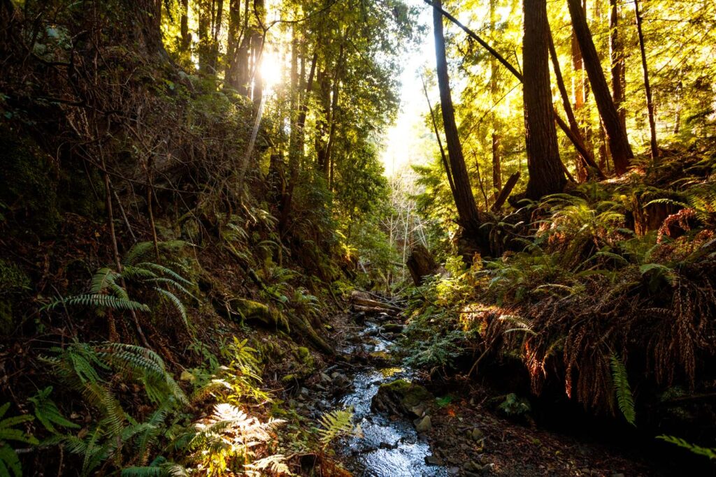 A creek runs through steep slopes studded with ferns and redwoods.