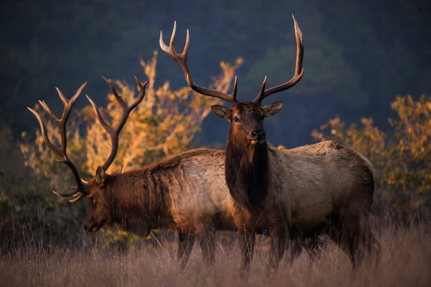 Two Roosevelt elk with large antlers graze among the tall grasses.
