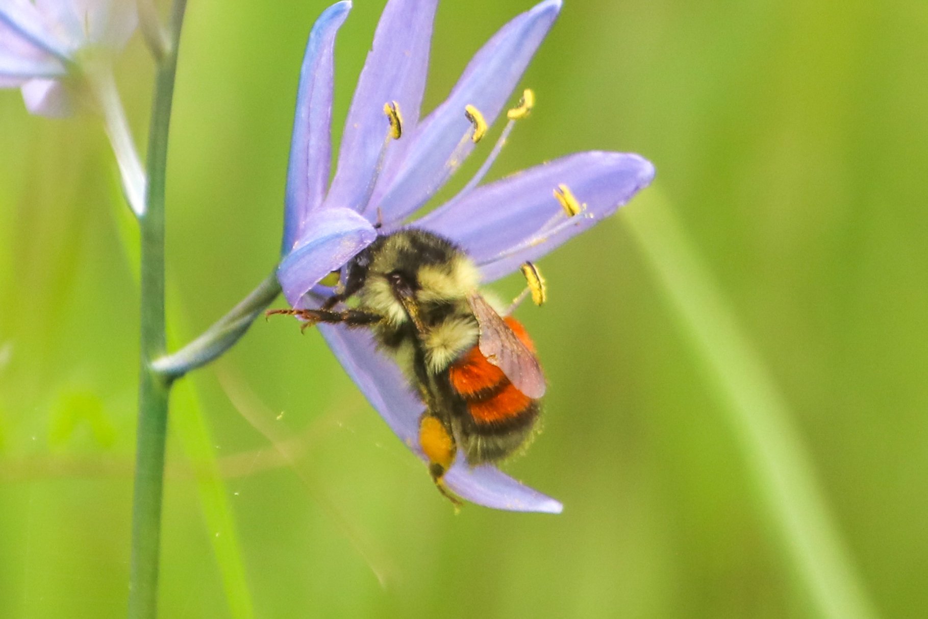 A bee with orange and black stripes investigates a purple flower