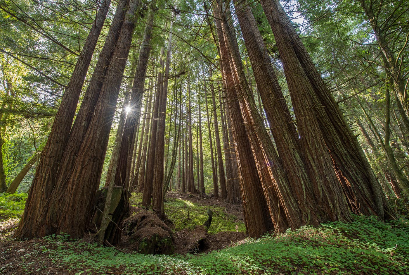San Vicente Redwoods stands with lush redwood sorrel carpet