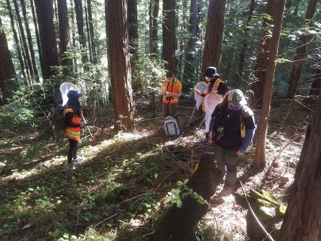 a group of people, some wearing hi-viz uniform and some with bee-catching nets, circle around a patch of grass in a forest clearing area