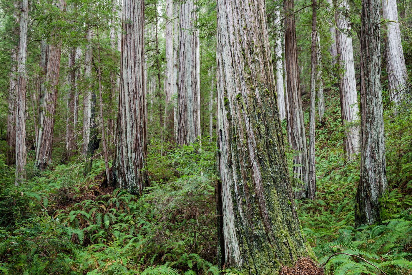 old-growth trees in Humboldt Redwoods State Park