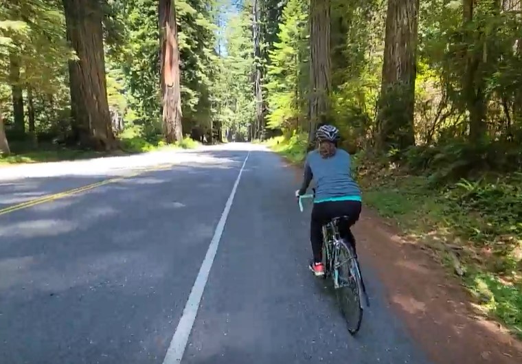 A person bicycling on a road through the a redwood forest. Trees line both sides of the road..