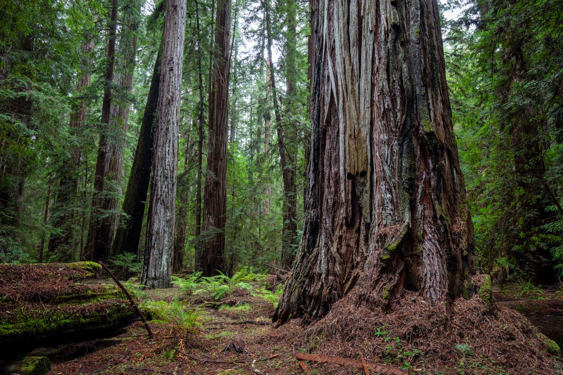 redwood forest