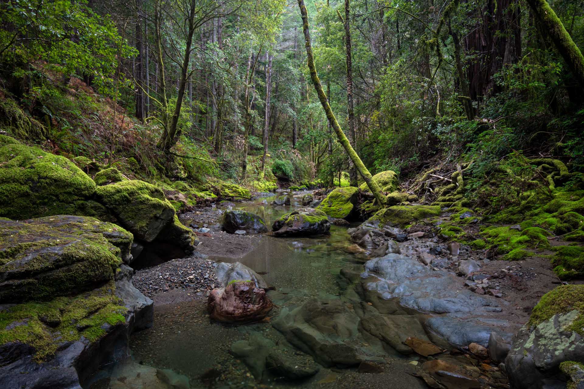 Creek running through the forest