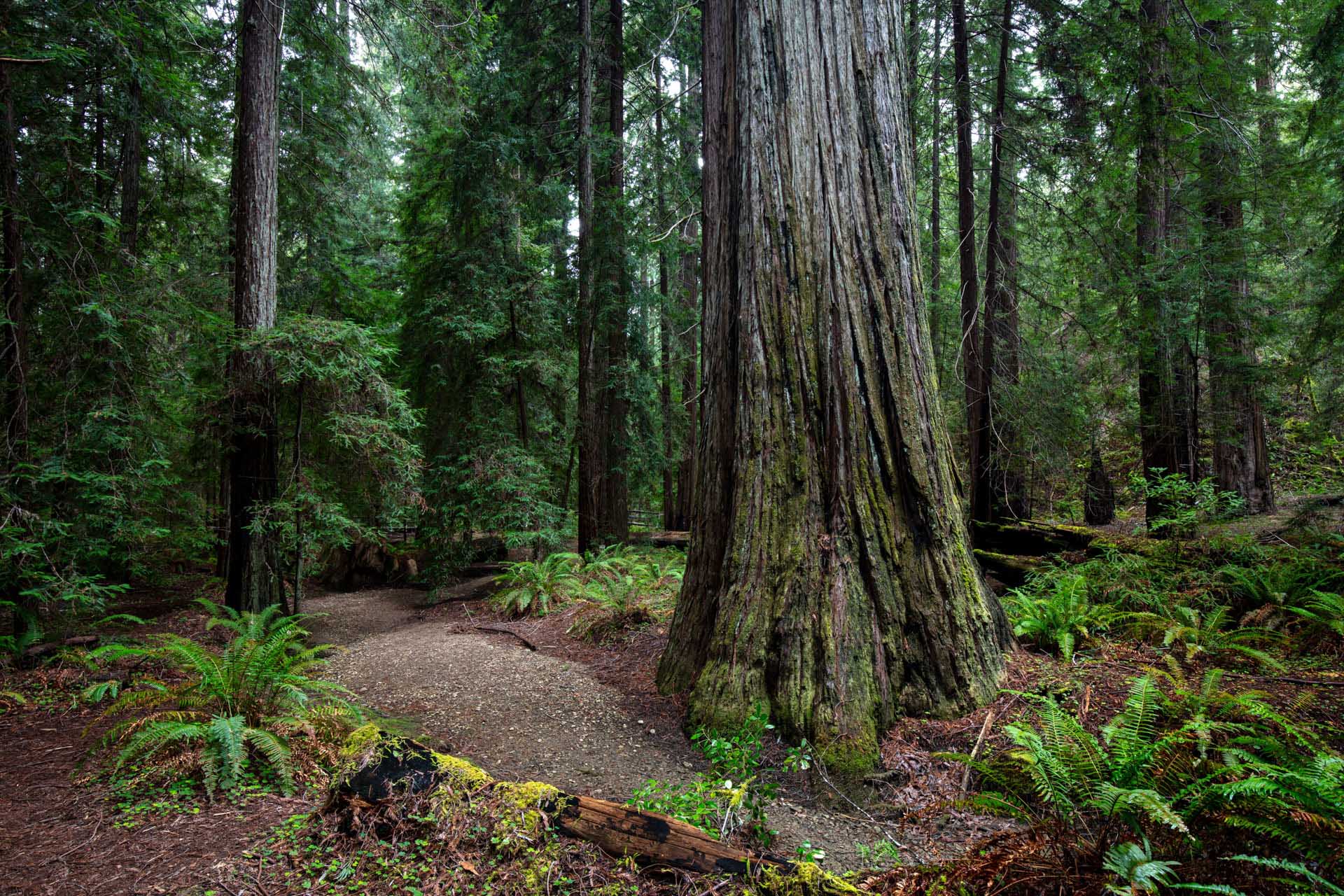 ferns and mature redwood tree
