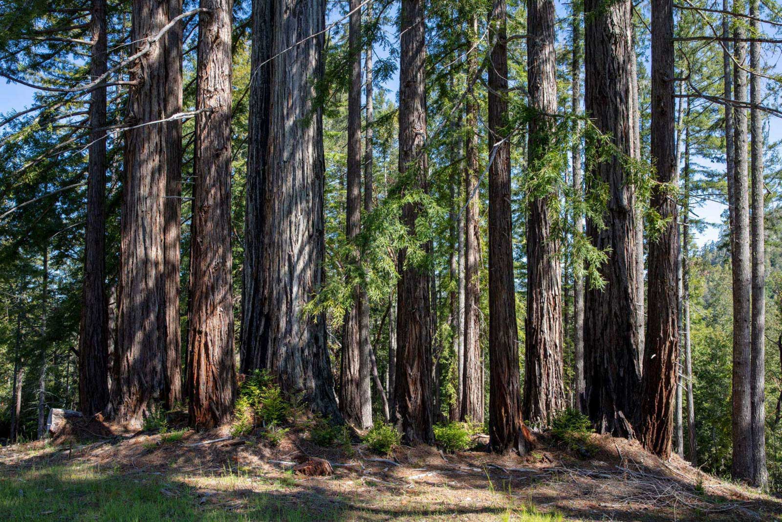 coast redwoods