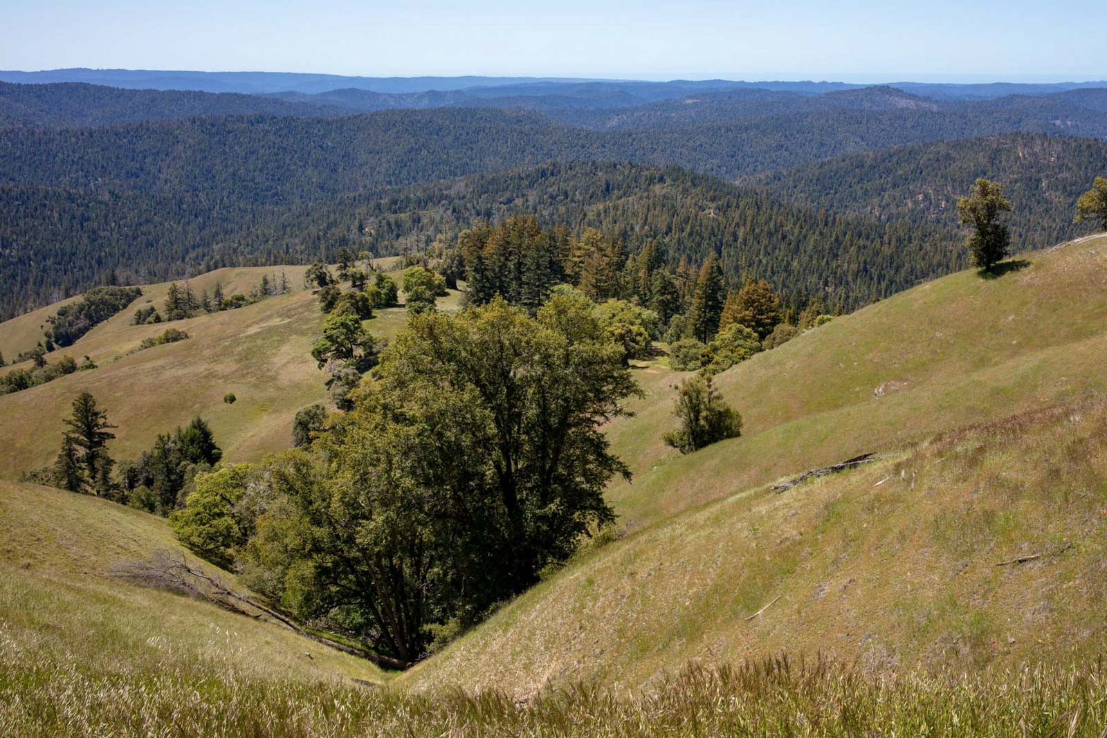 down canyon view overlooking redwoods canopy