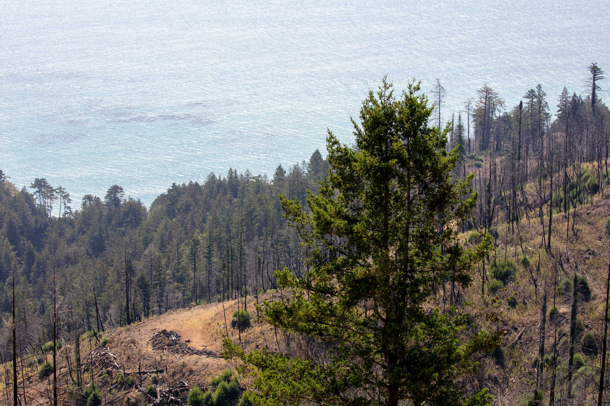 Coast redwoods along the Sonoma coastline against the Pacific Ocean