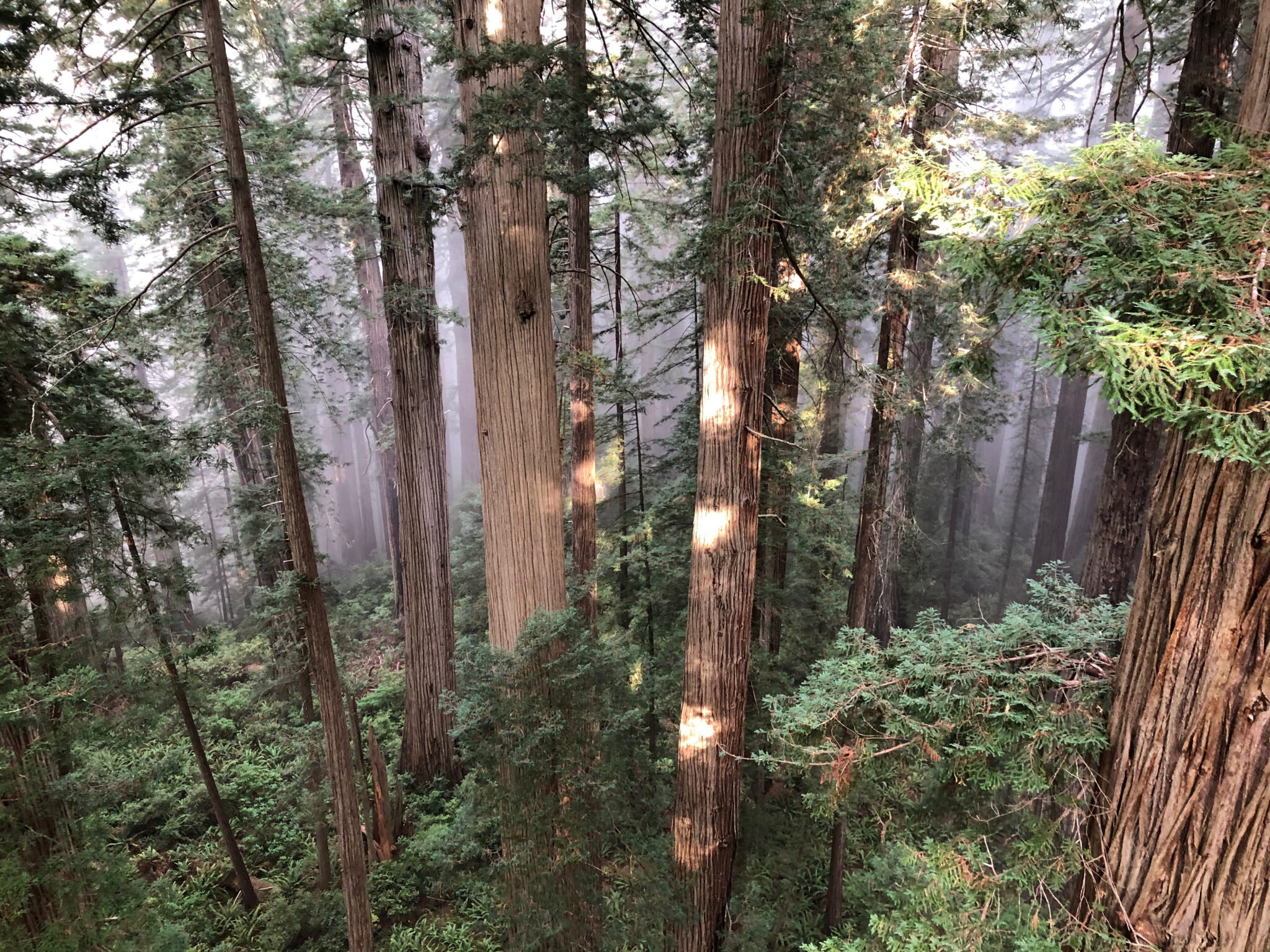 view of tall trees taken from a height, pointing down toward a green understory as fog rolls in in the background
